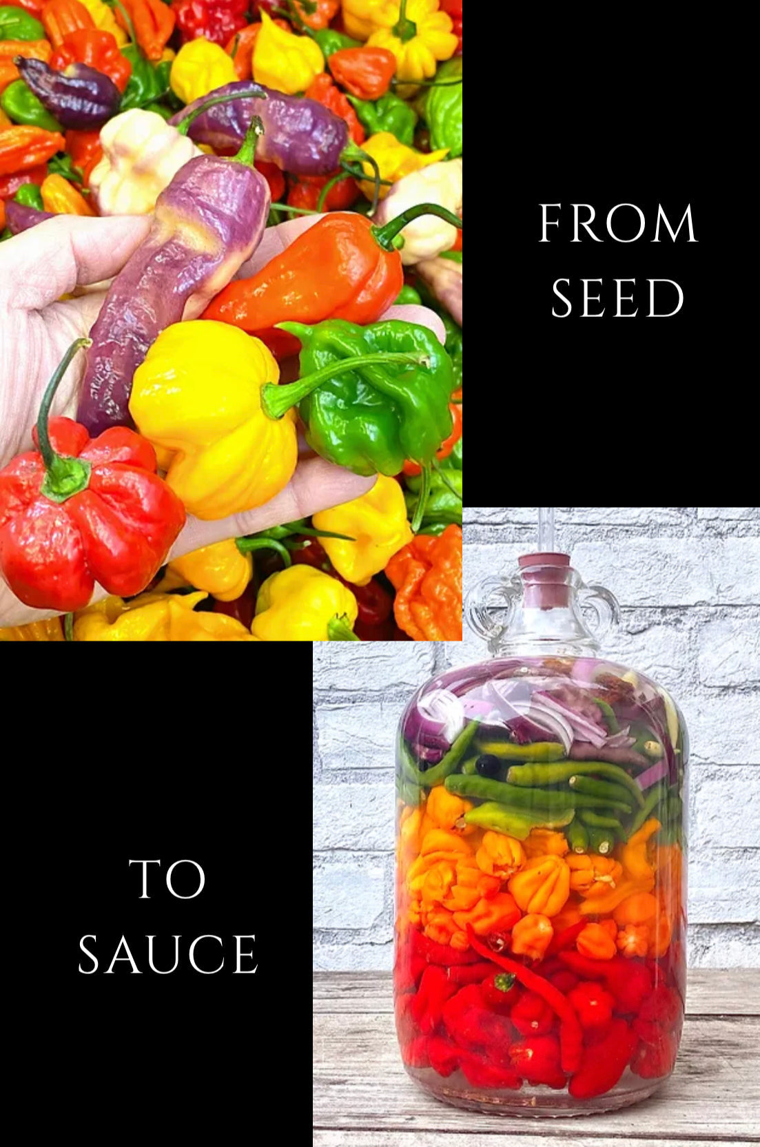 Orange Habanero Chilli Sauce Hot - Weymouth 51