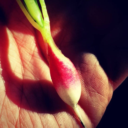 Vegetable Seeds for Spring Growing ~ Plant Now!