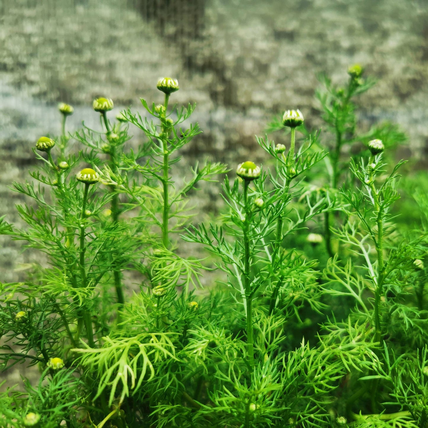 Vegetable Seeds for Spring Growing ~ Plant Now!