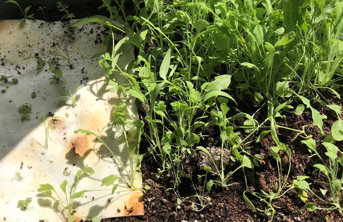 Peace on Earth Plantable Seeded Christmas Card