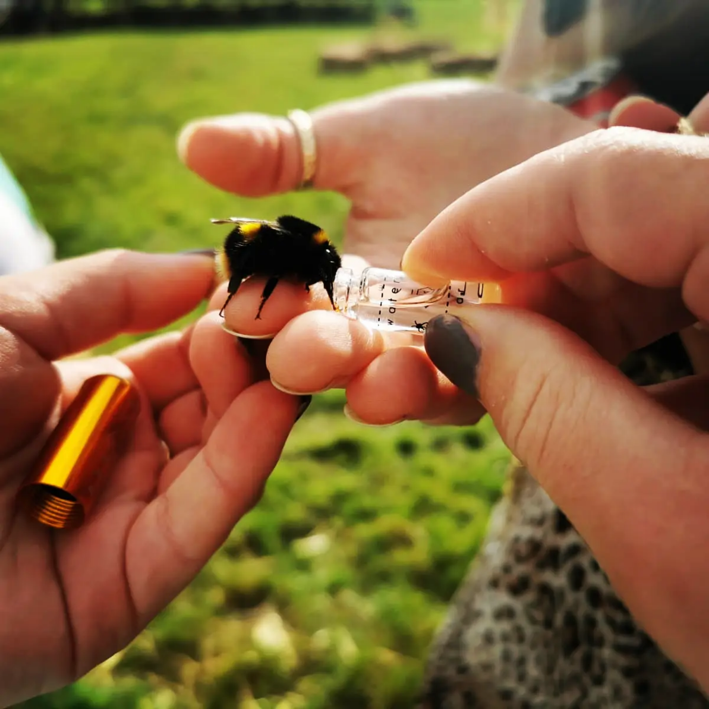 The Original Bee Revival Kit with Bee ID Tag