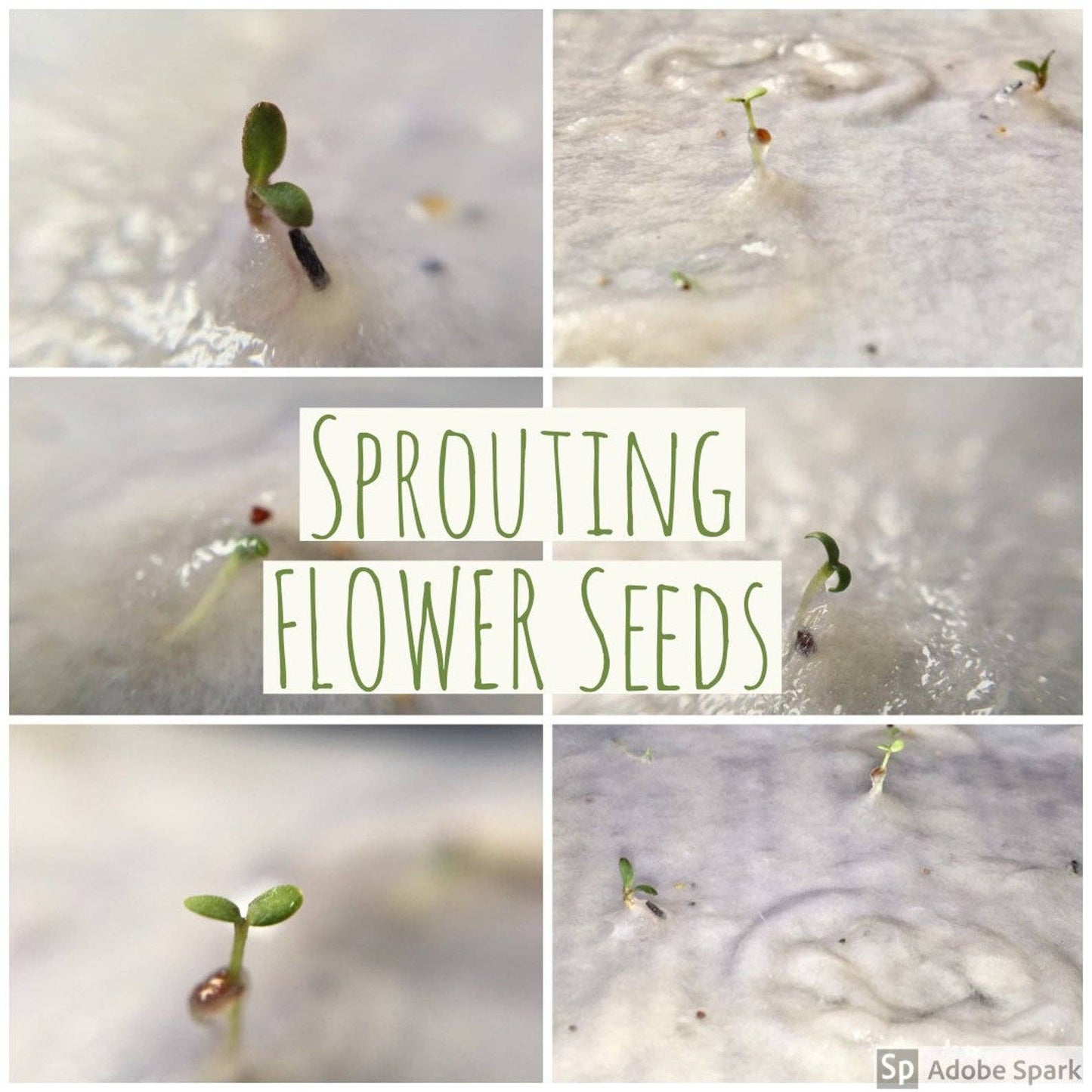 Leaping Hare Plantable Easter Card