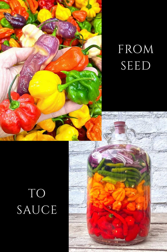 Truffle Gourmet Hot Sauce - Weymouth 51