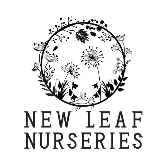 Pea Shoot 'Sprouting' Seeds