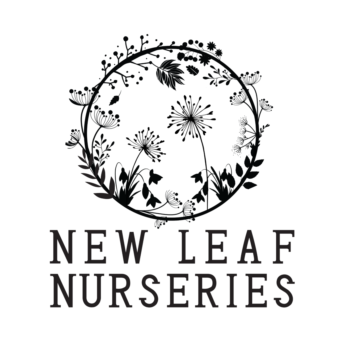 Broad Bean 'Aquadulce Claudia' Seeds