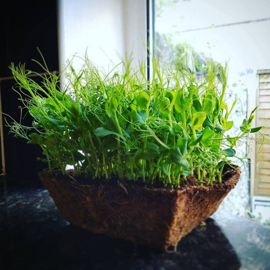Grow Your Own: Pea Shoots Grow Box Seed Kit