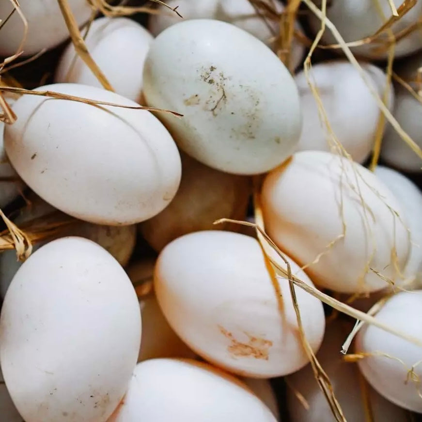 Free Range Duck Egg x 6