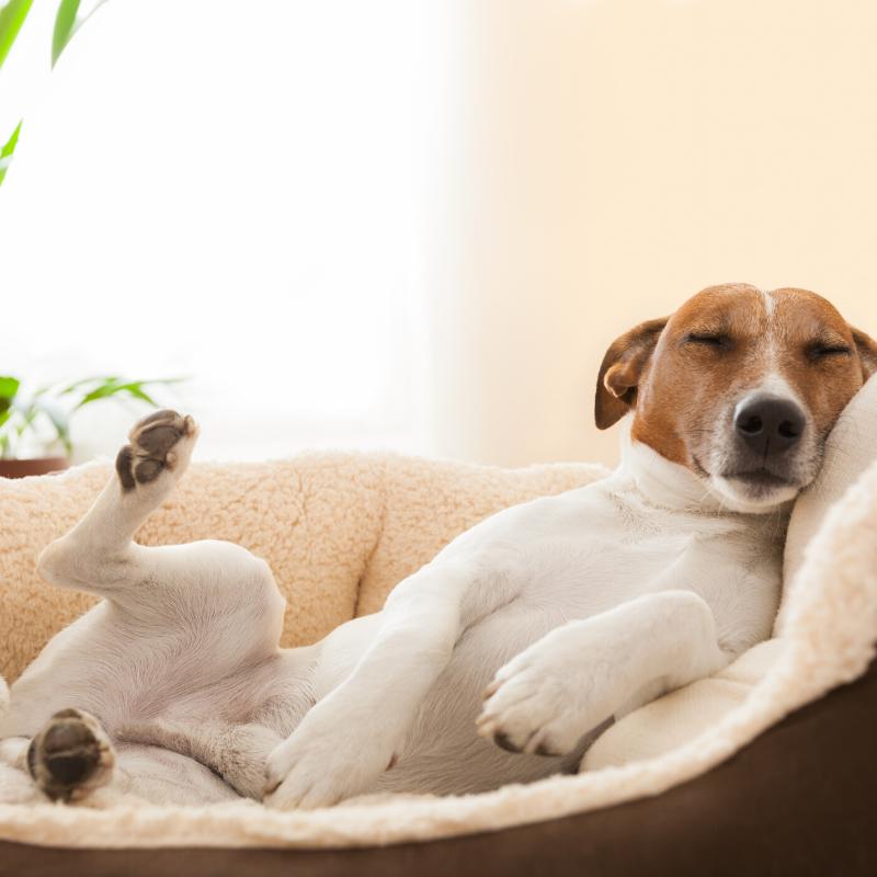 Pet Care | Eco Living - SW Coast Refills