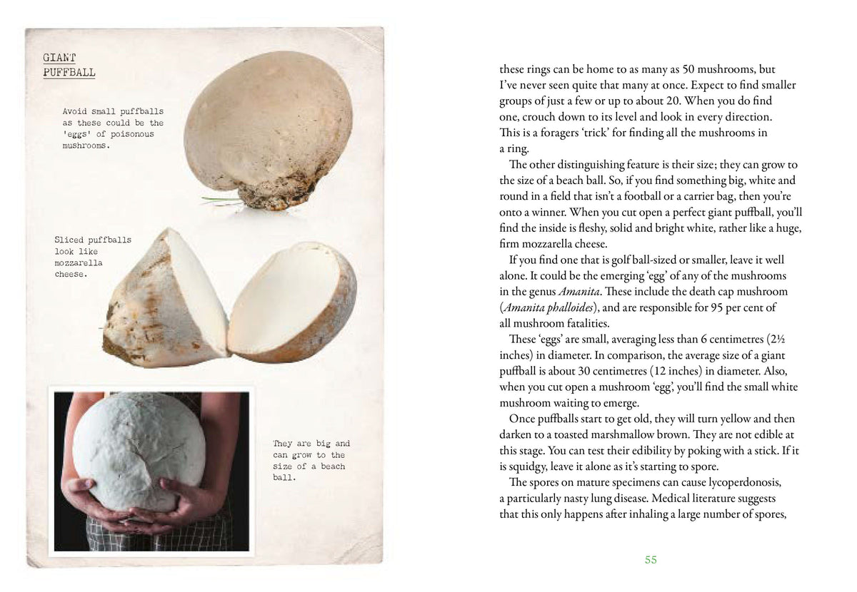 First Time Forager - National Trust Book