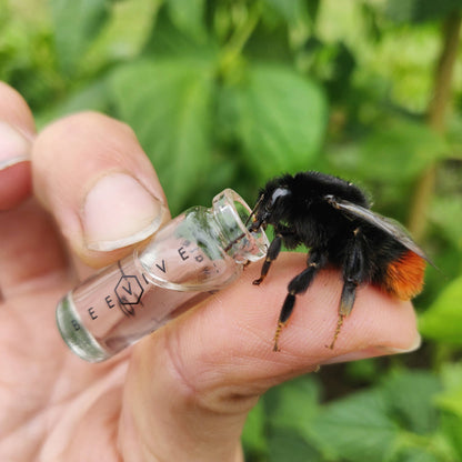 The Original Bee Revival Kit with Bee ID Tag