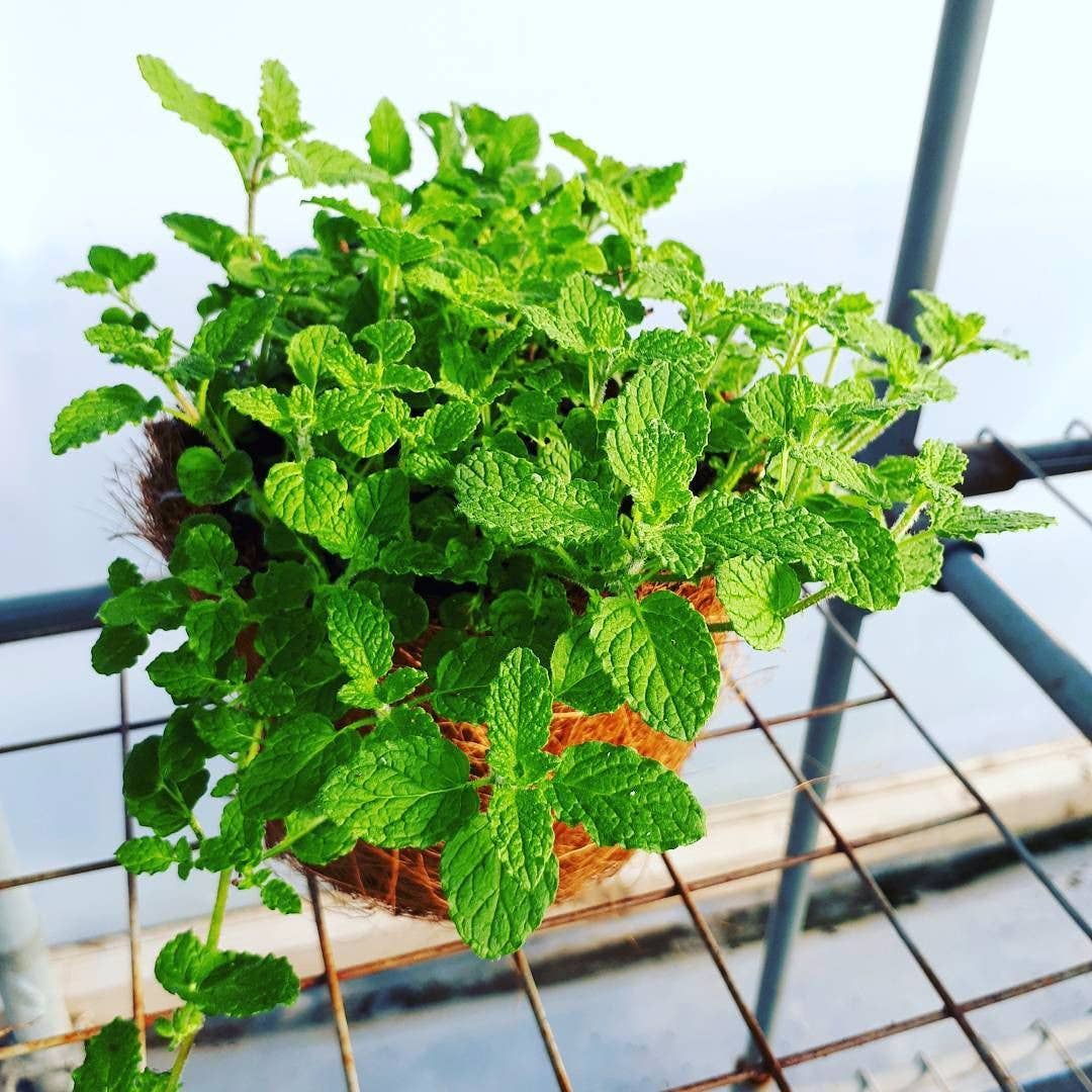 Herb Seeds for Spring Growing ~ Plant Now!