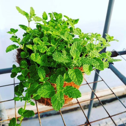 Herb Seeds for Spring Growing ~ Plant Now!