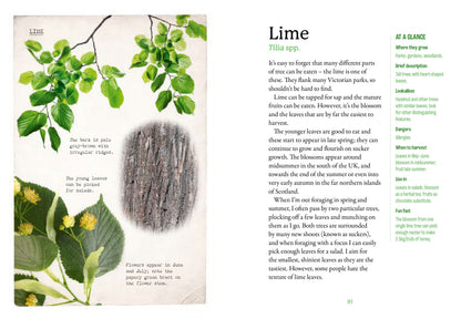 First Time Forager - National Trust Book