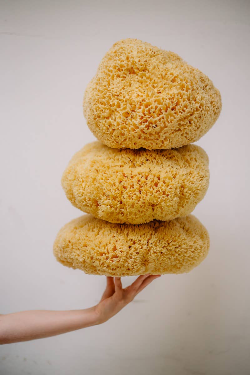 Natural Sea Sponge - Hand Harvested
