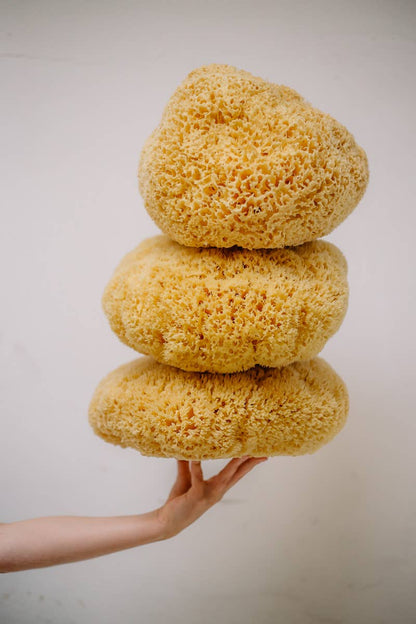 Natural Sea Sponge - Hand Harvested