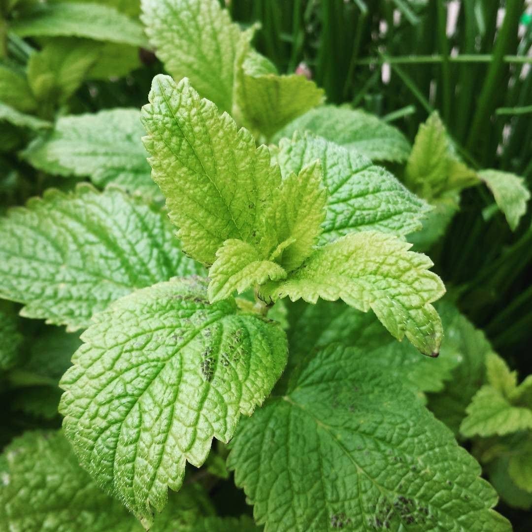 Herb Seeds for Spring Growing ~ Plant Now!