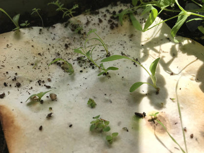 Morning Robin - Plantable Seeded Christmas Card