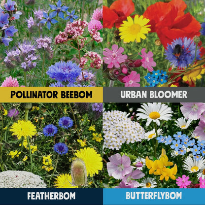 Birds, Bees & Butterflies 4 Pk Seedbom Wildflower Gift Set