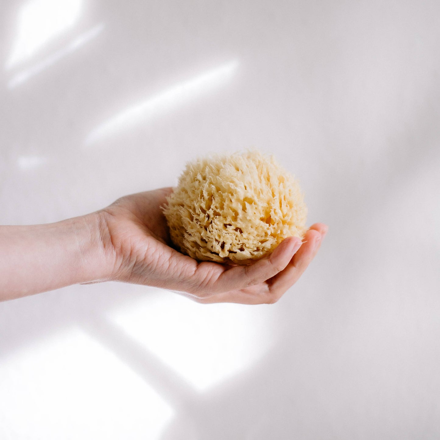 Natural Sea Sponge - Hand Harvested
