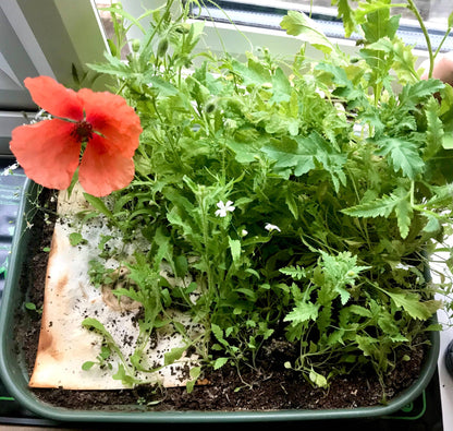 Morning Robin - Plantable Seeded Christmas Card