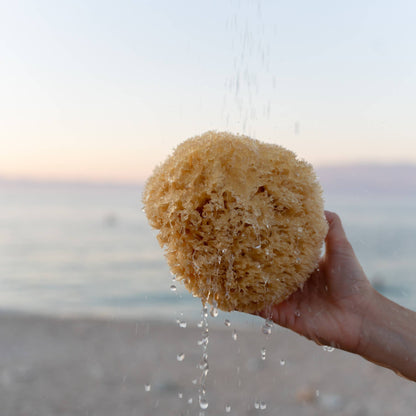 Natural Sea Sponge - Hand Harvested