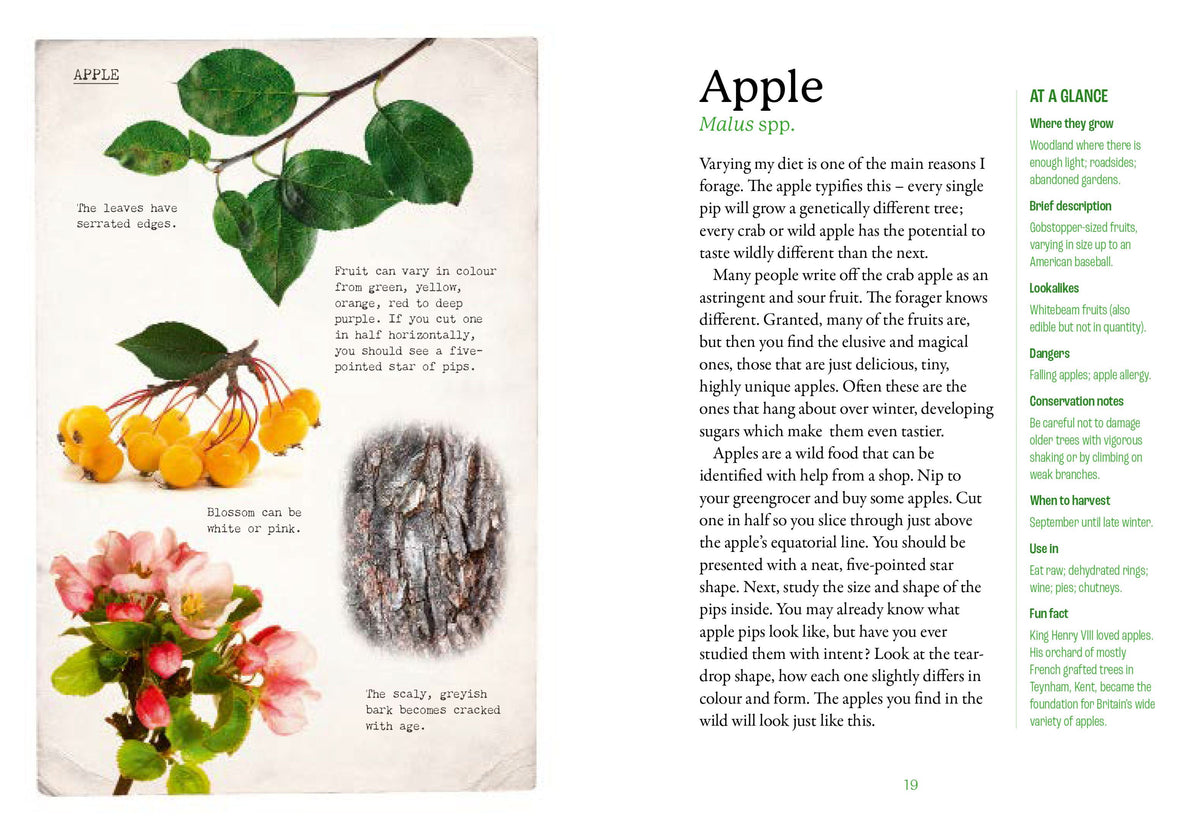 First Time Forager - National Trust Book