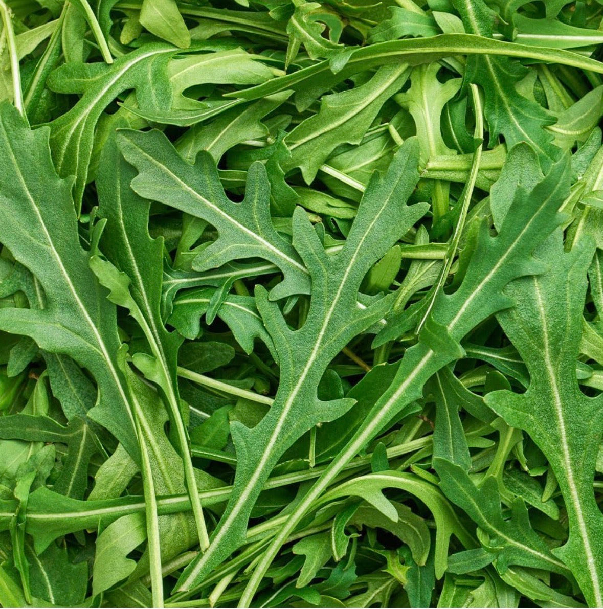 Baby Leaf Rocket 125g