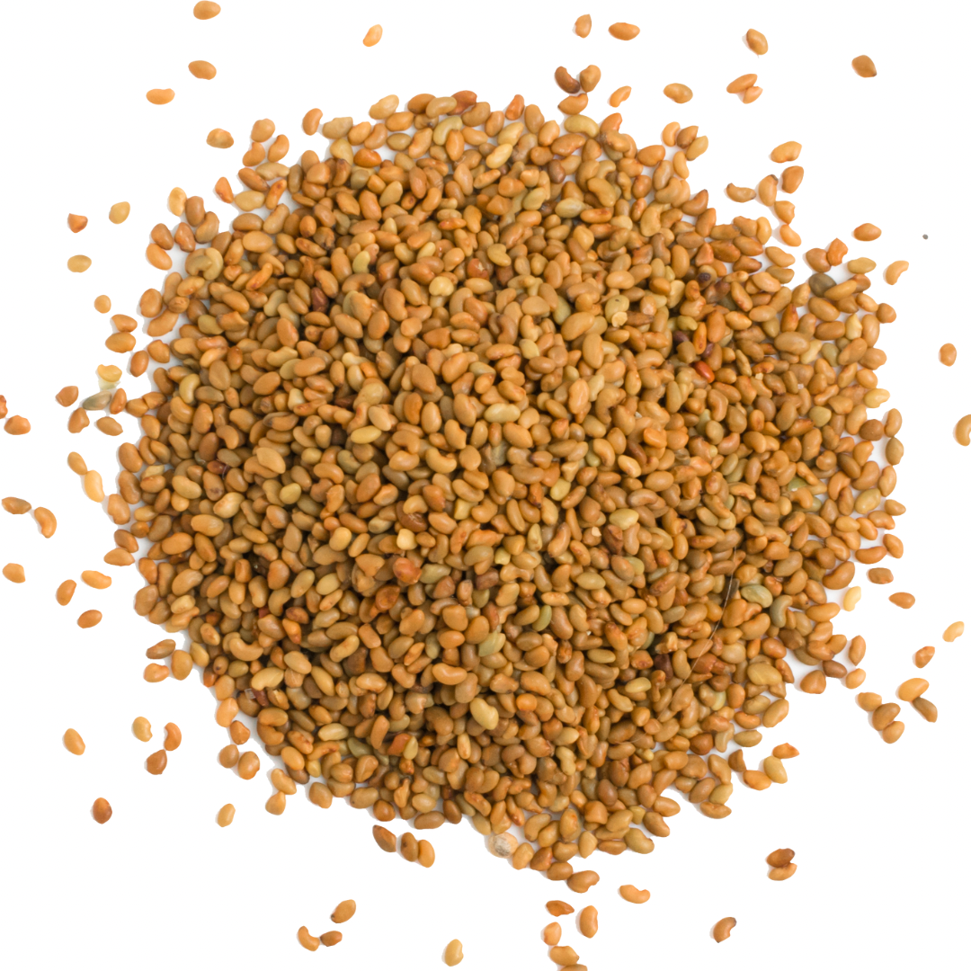 Dried alfalfa seed is available to buy in either 35g (most popular) or 100g serves. Our alfalfa seed is suitable for all culinary uses and for sprouting. Shop our diverse range of herbs, spices and seasonings at SW Coast. All our herbs and spices are sourced ethically and sustainably and arrive to us in bulk plastic free. We pride ourselves on the freshness of our herbs and spices and we make all our blends by hand in store to our own carefully tailored recipes.