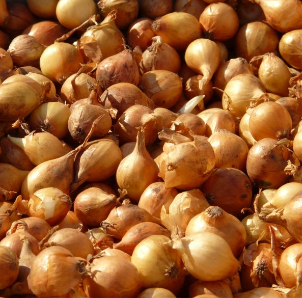 Pickling Onions 2.5kg
