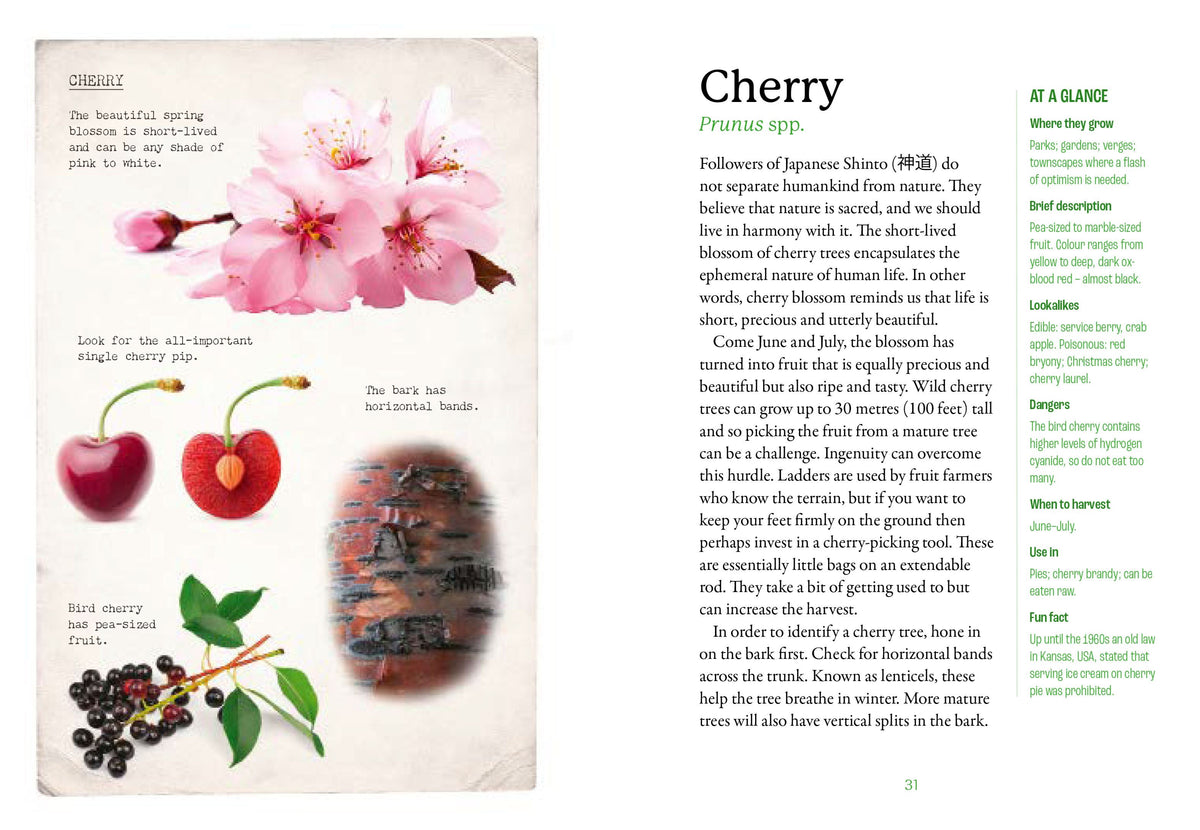 First Time Forager - National Trust Book