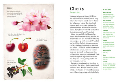 First Time Forager - National Trust Book