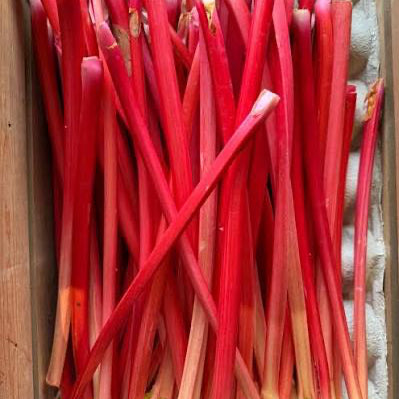 Forced Yorkshire Rhubarb 400g