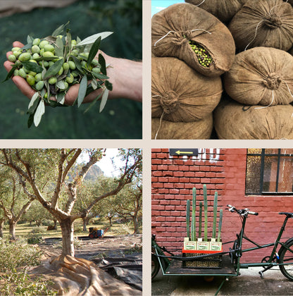 Honest Toil Extra Virgin Olive Oil - 500ml