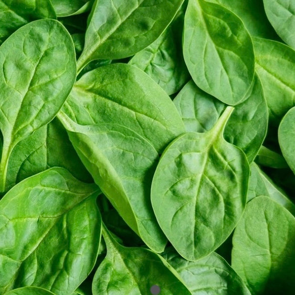 Baby Leaf Spinach - Spain 200g