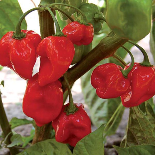 Chilli Lovers Seed Collection