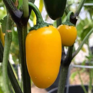 Chilli Lovers Seed Collection