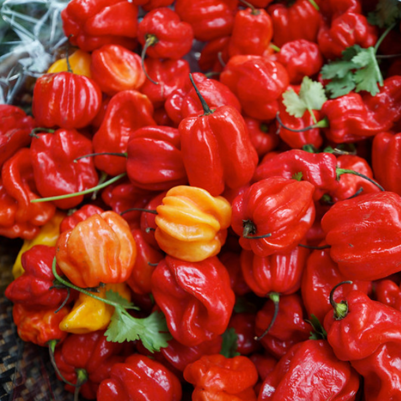 Chilli Lovers Seed Collection