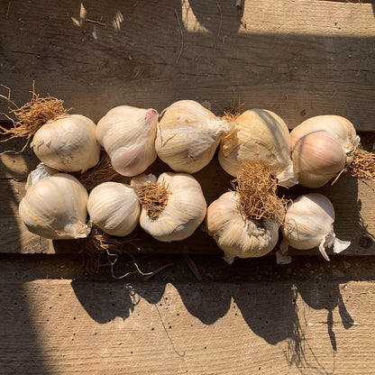 The Garlic Farm Assured White Garlic Bulb