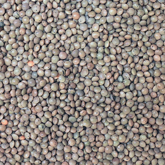 Brown Lentils Organic - 100g