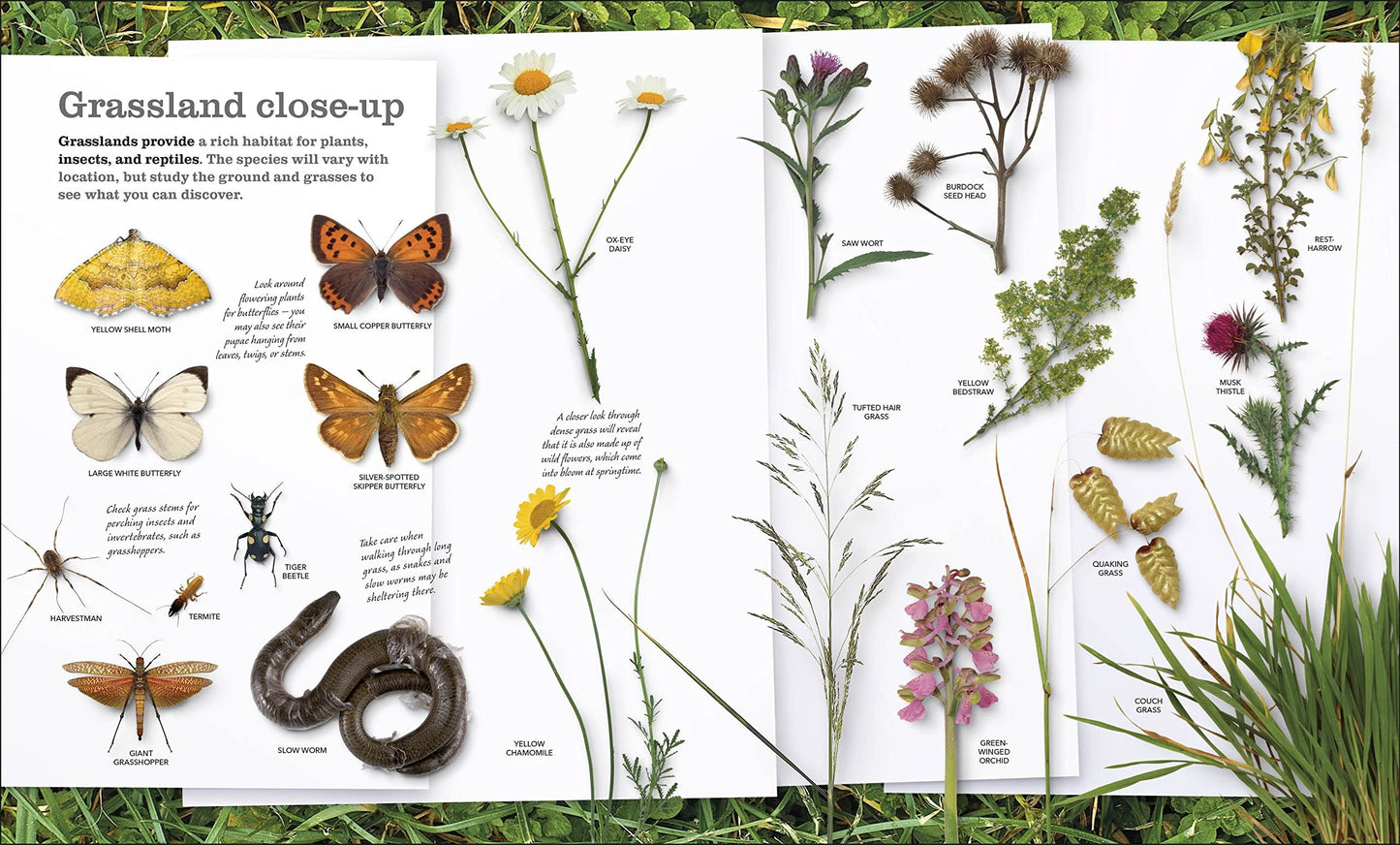 Chris Packham’s Nature Handbook