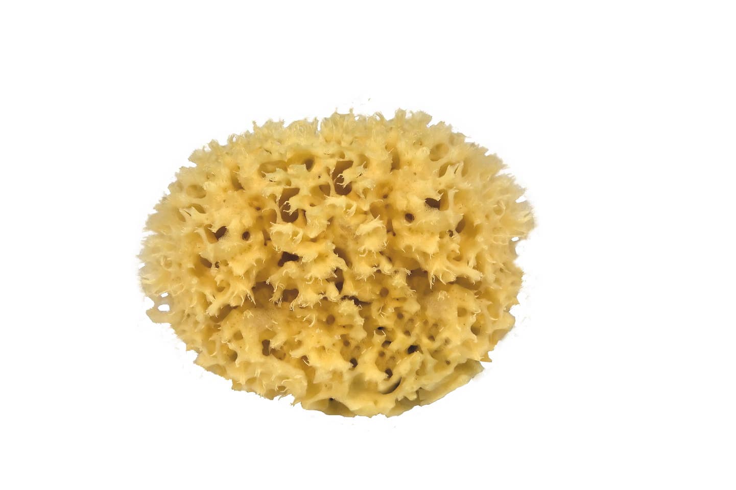 Natural Sea Sponge - Hand Harvested