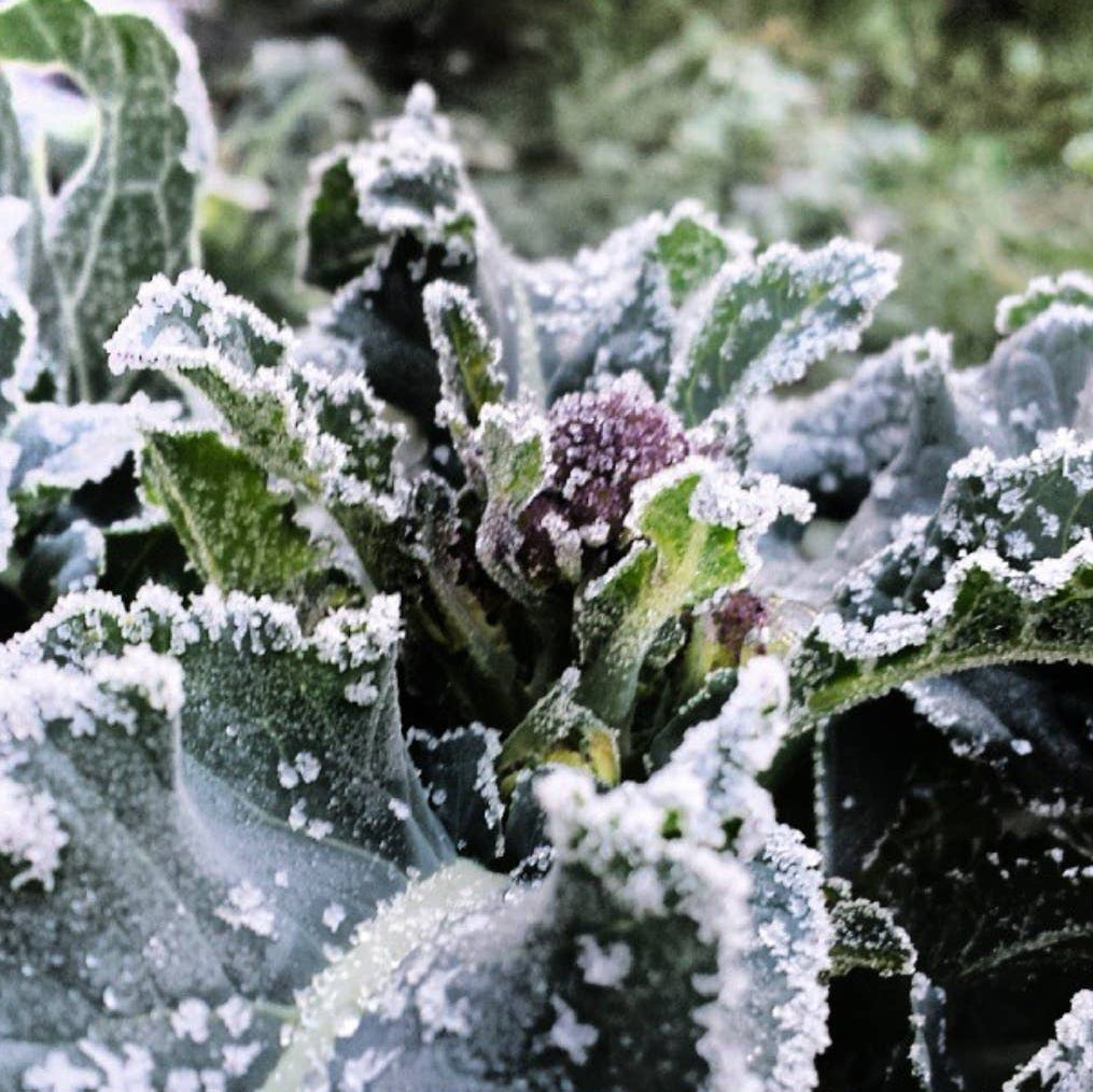 Broccoli, Sprouting 'Early' Seeds
