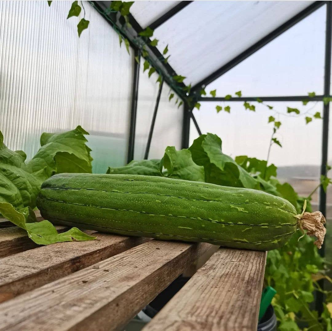 Grow Your Own Loofah Starter Pack