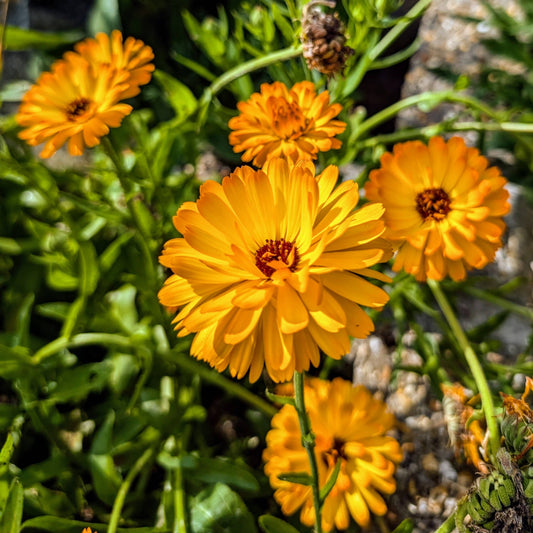 Pot Marigold Seeds