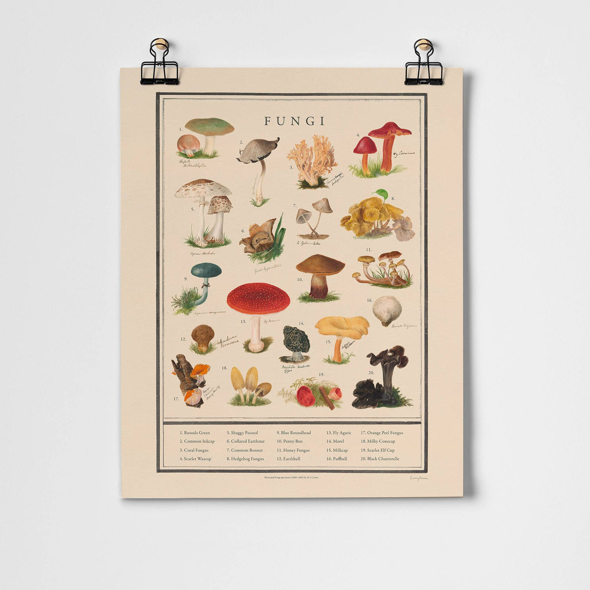 Roomytown Fine Art Print - Fungi