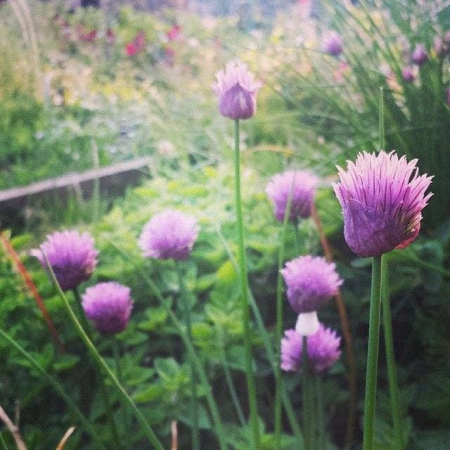 Herb Seeds for Spring Growing ~ Plant Now!