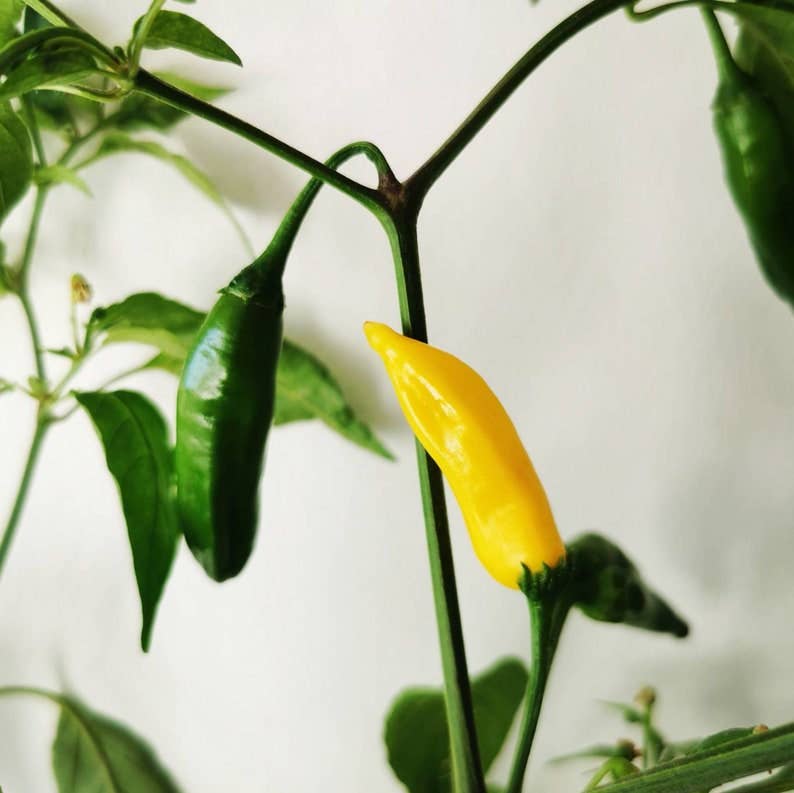 Vegetable Seeds for Spring Growing ~ Plant Now!