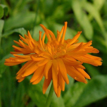 Pot Marigold Seeds