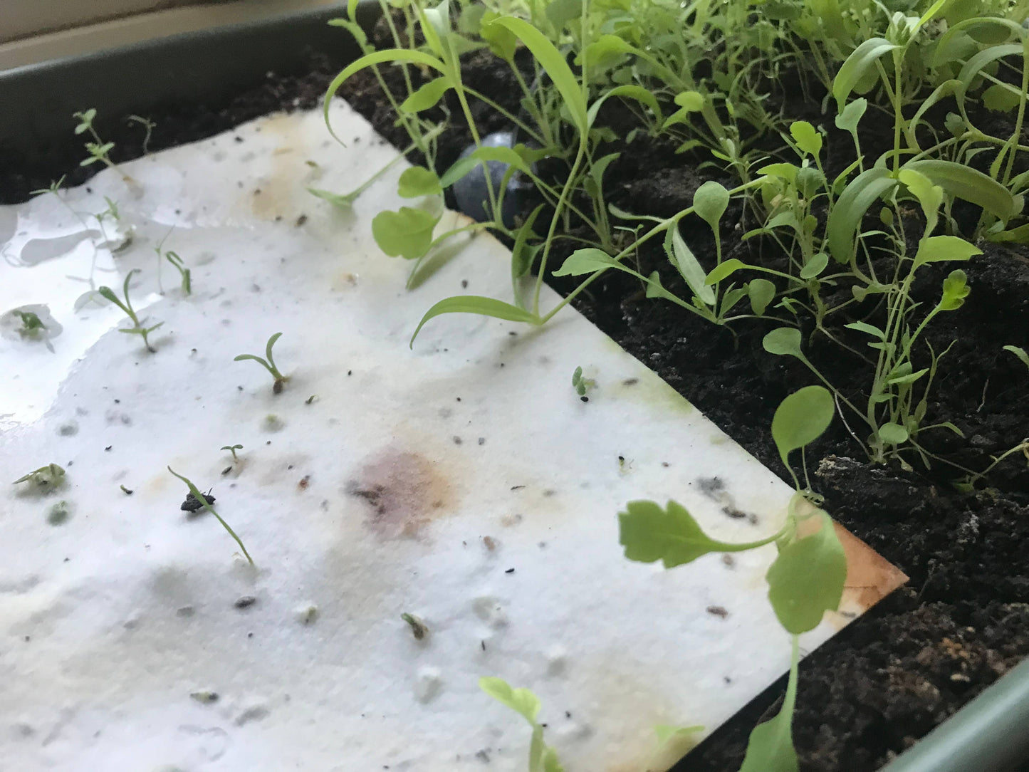 Morning Robin - Plantable Seeded Christmas Card