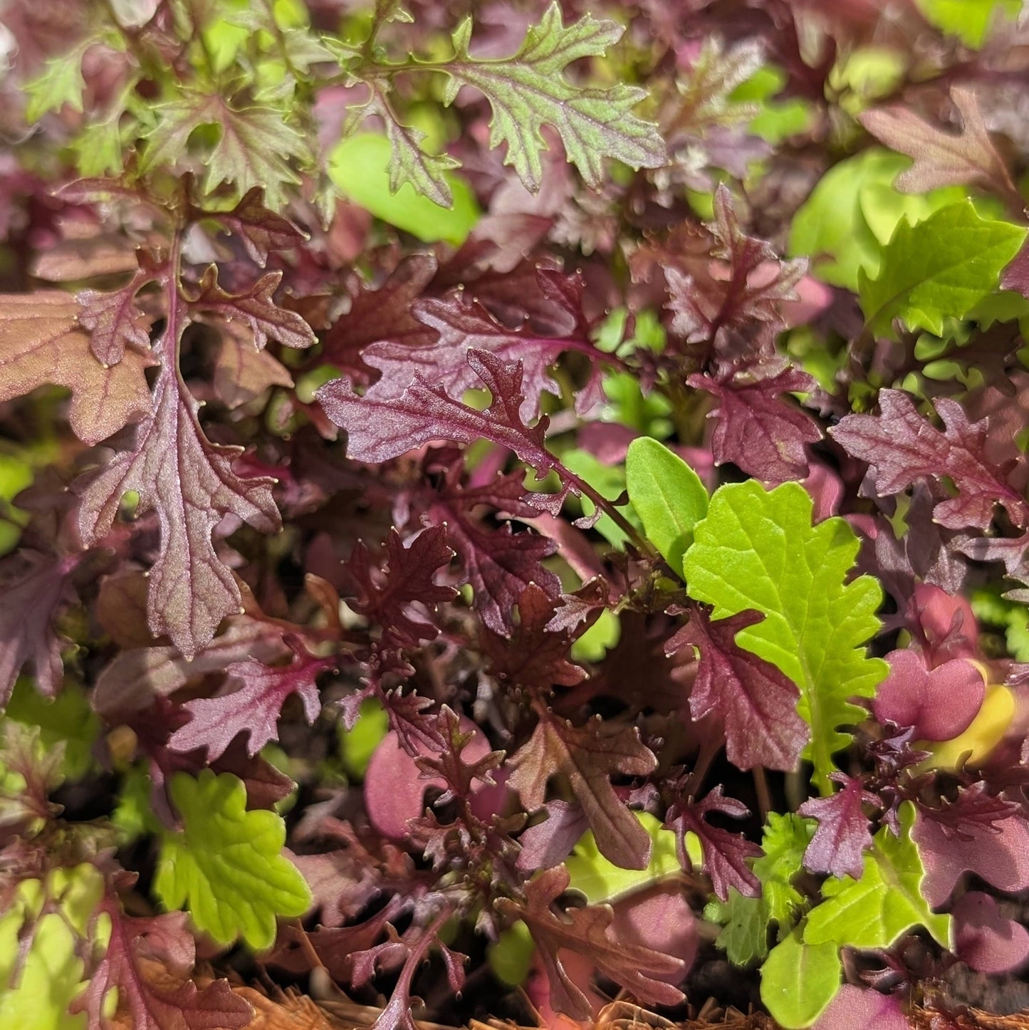 Grow Your Own Salad: Spicy Salad Grow Box